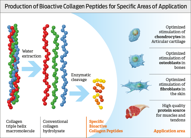 Quality – Bioactive Collagen Peptides